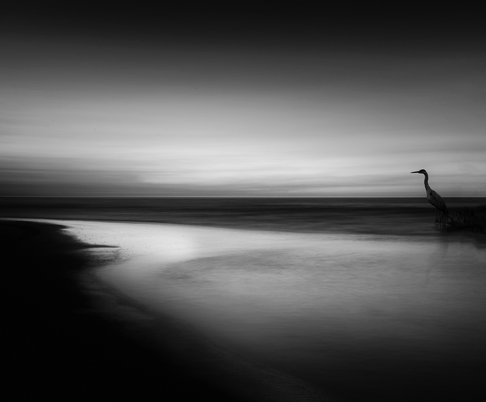 Coastal Heron Serenity by Oussama Mazouz — canvas wall art