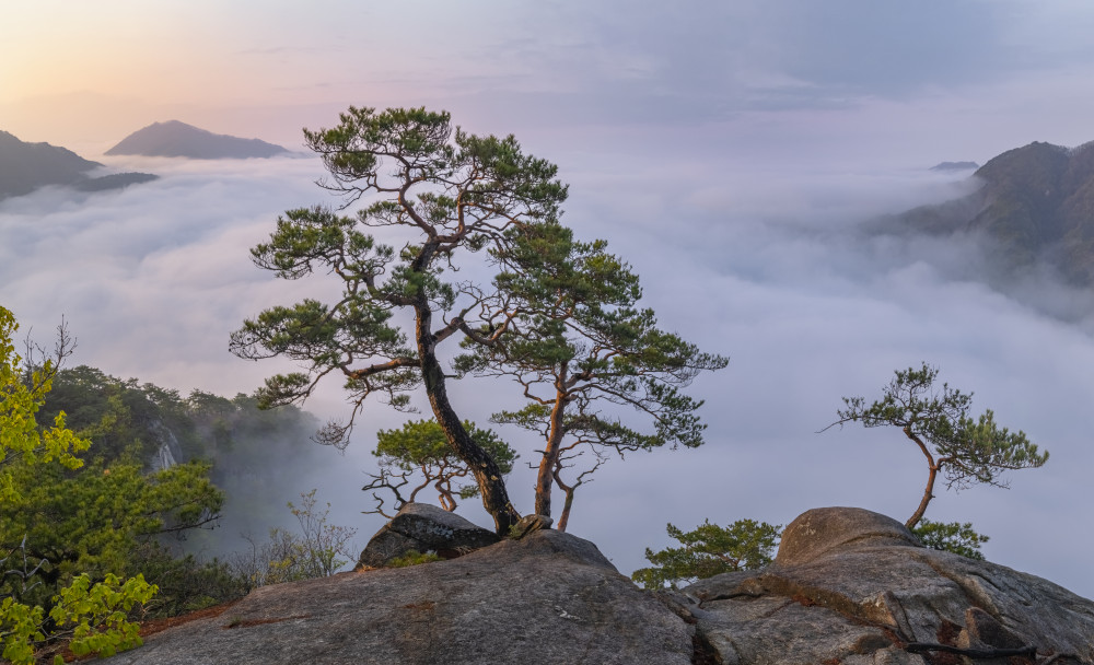 Misty Mountain Pines by Jaeyoun Ryu — canvas wall art