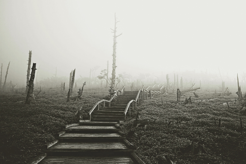Misty Forest Steps by Koji Sugimoto — canvas wall art