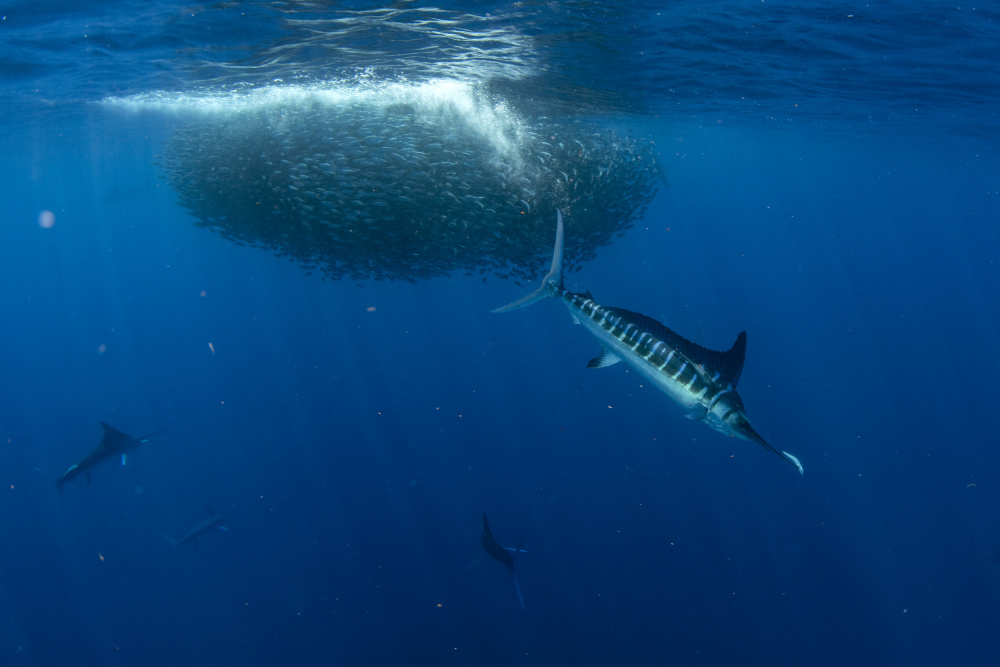 Marlin Hunts Sardine Ball by Andrea Izzotti — canvas wall art
