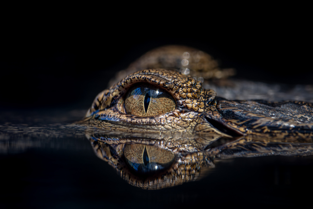 Lurking Crocodile Eye by Azim Khan Ronnie — canvas wall art