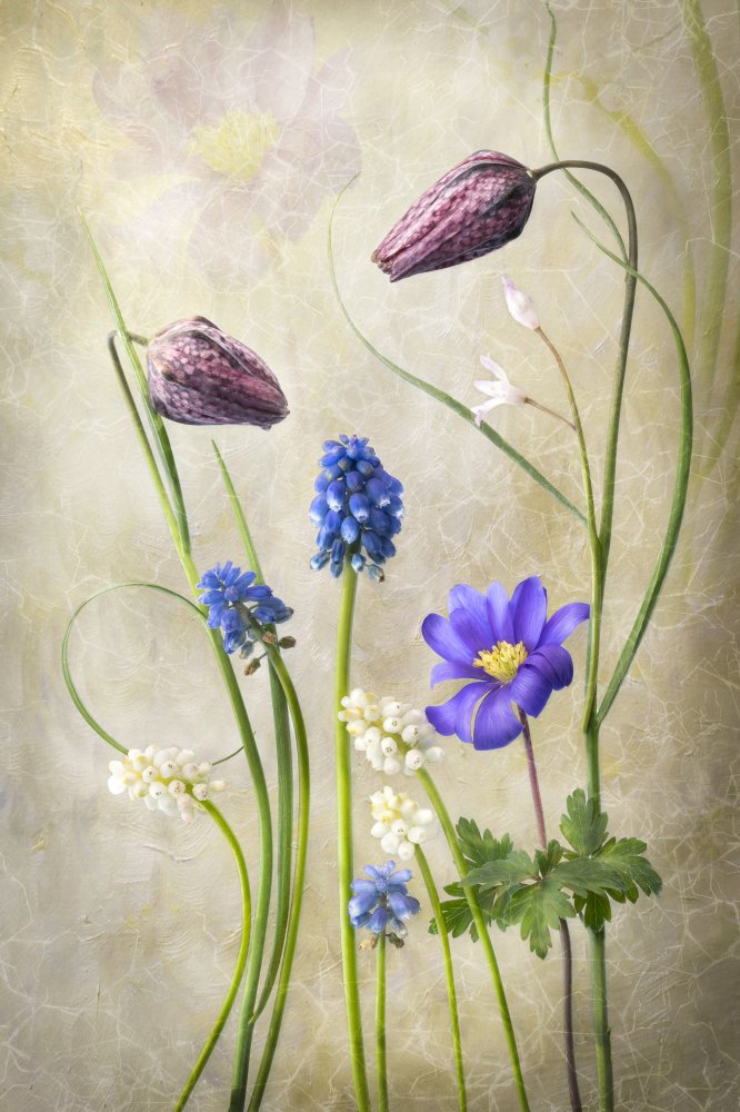 Delicate Spring Flowers by Sharon Williams — canvas wall art