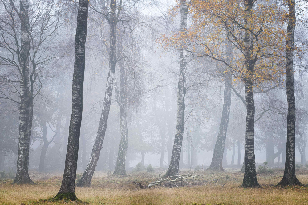Autumn Birches in Mist by Ellen Borggreve — canvas wall art