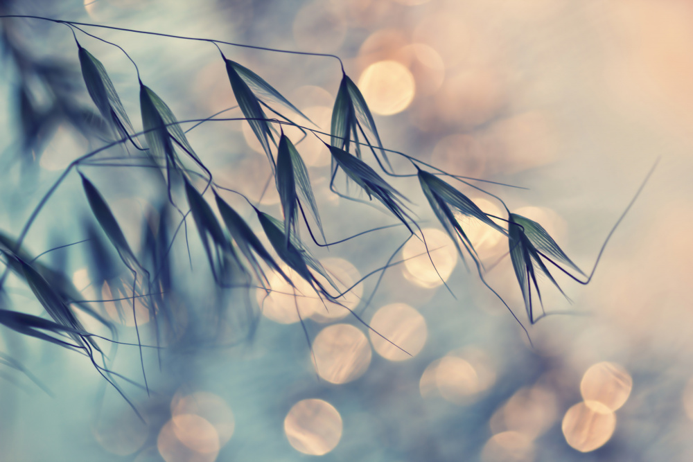 Dreamy Grain Bokeh by Dimitar Lazarov - Dim — canvas wall art