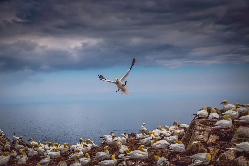 Flying Gannet Over Colony by Kieran O Mahony AIPF — canvas wall art