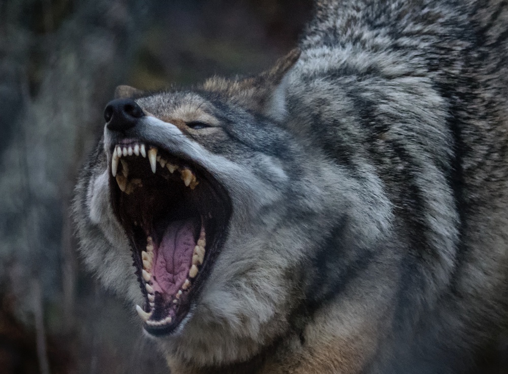 Powerful Wolf Snarl by Stan Huang — canvas wall art