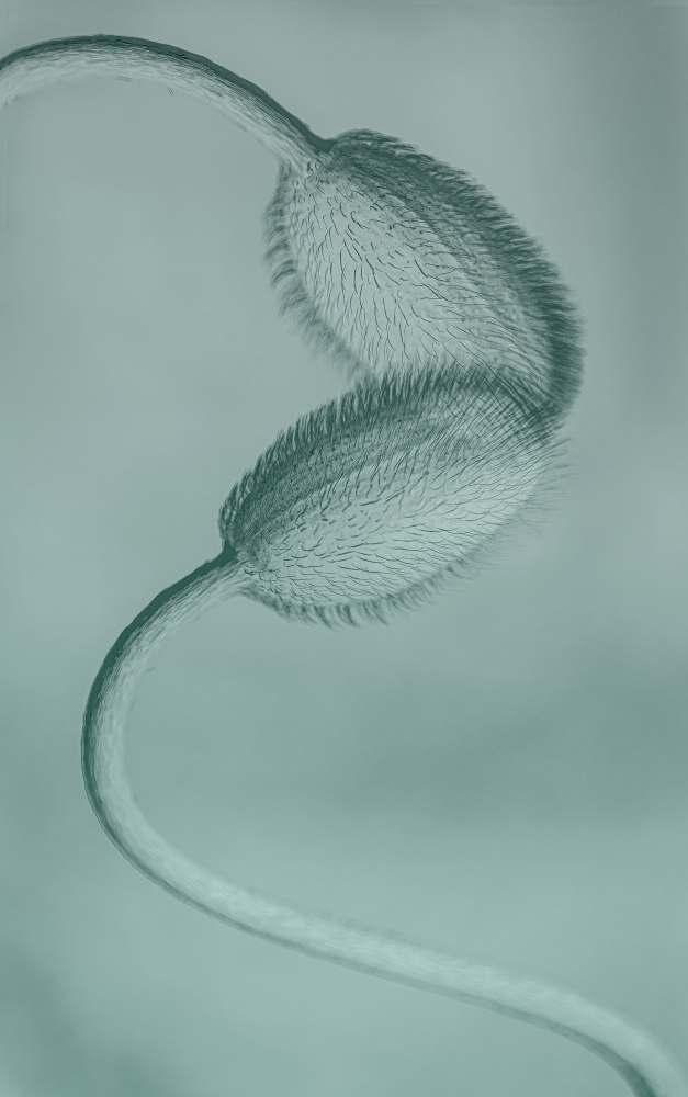 Delicate Poppy Buds by Molly Fu APA — canvas wall art