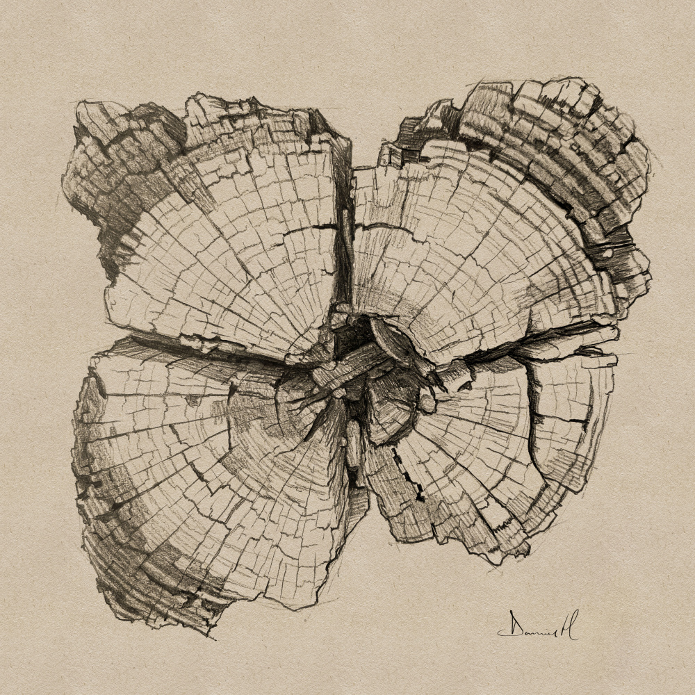 Aged Wood Grain Drawing by Dan Hobday — canvas wall art