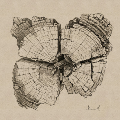 Aged Wood Grain Drawing