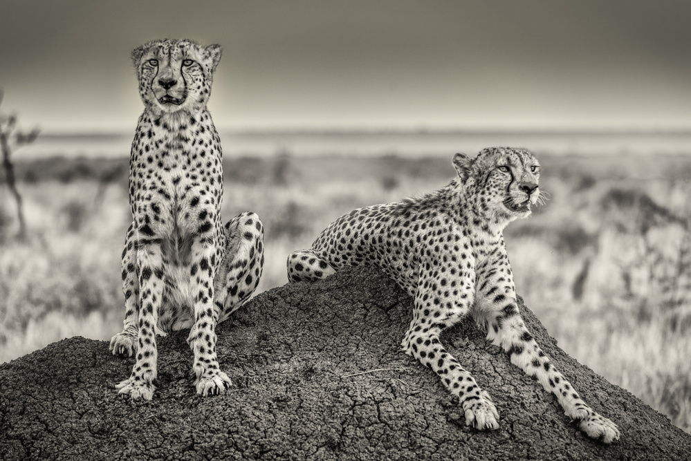 Two Watchful Cheetahs by Henrike Scheid — canvas wall art
