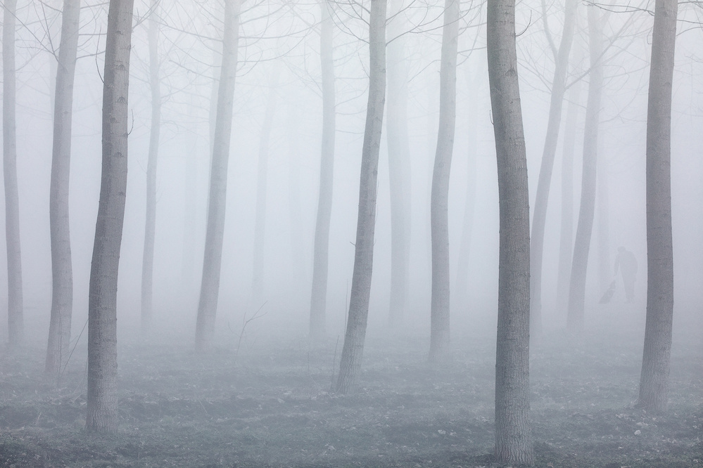 Foggy Forest Walk by Fiorenzo Carozzi — canvas wall art