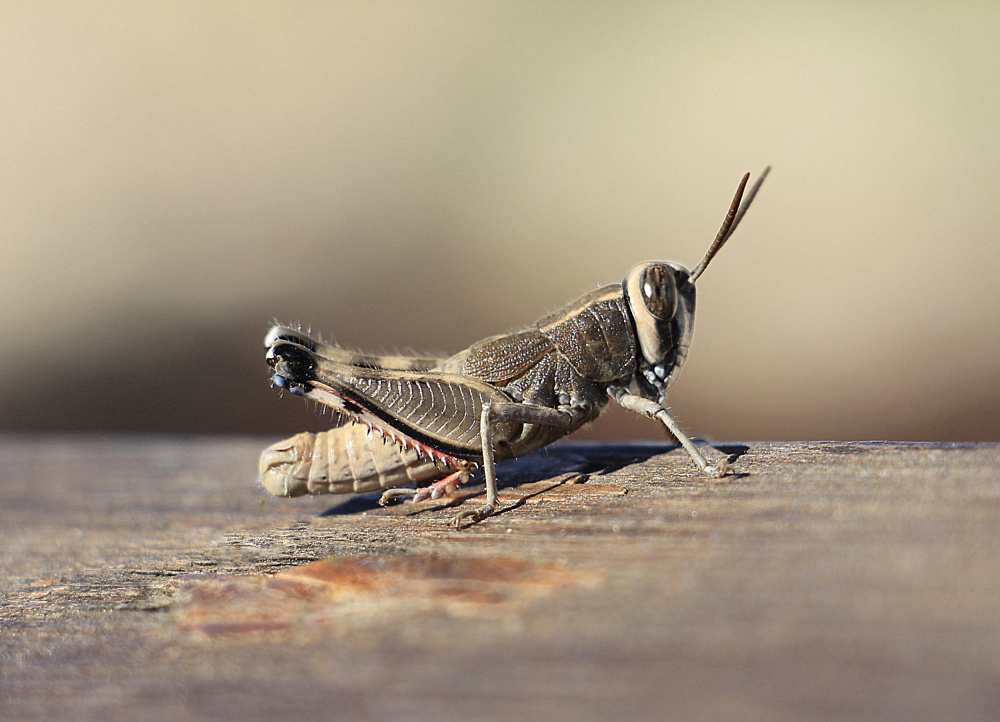Brown Grasshopper Macro by Aliza Riza — canvas wall art