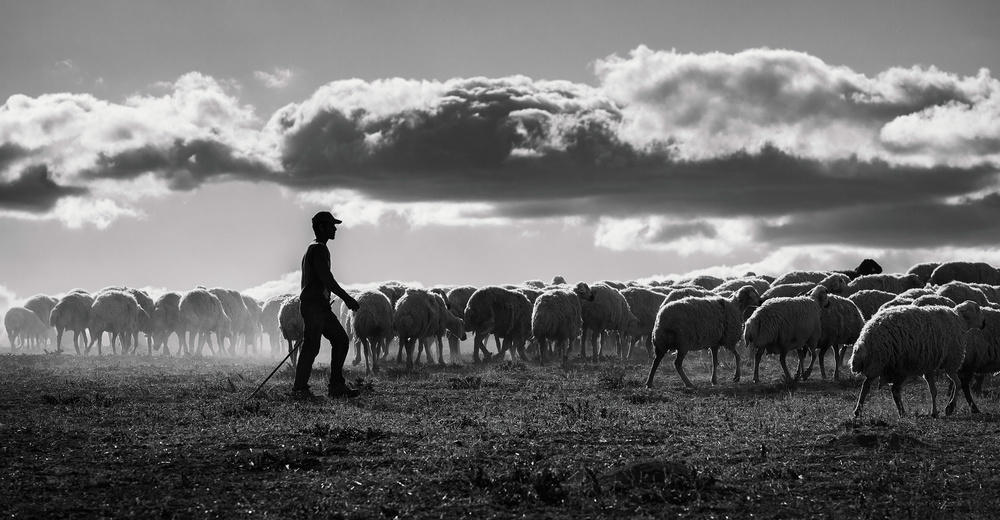 Shepherd's Dusty Trail by Yavuz Pancareken — canvas wall art
