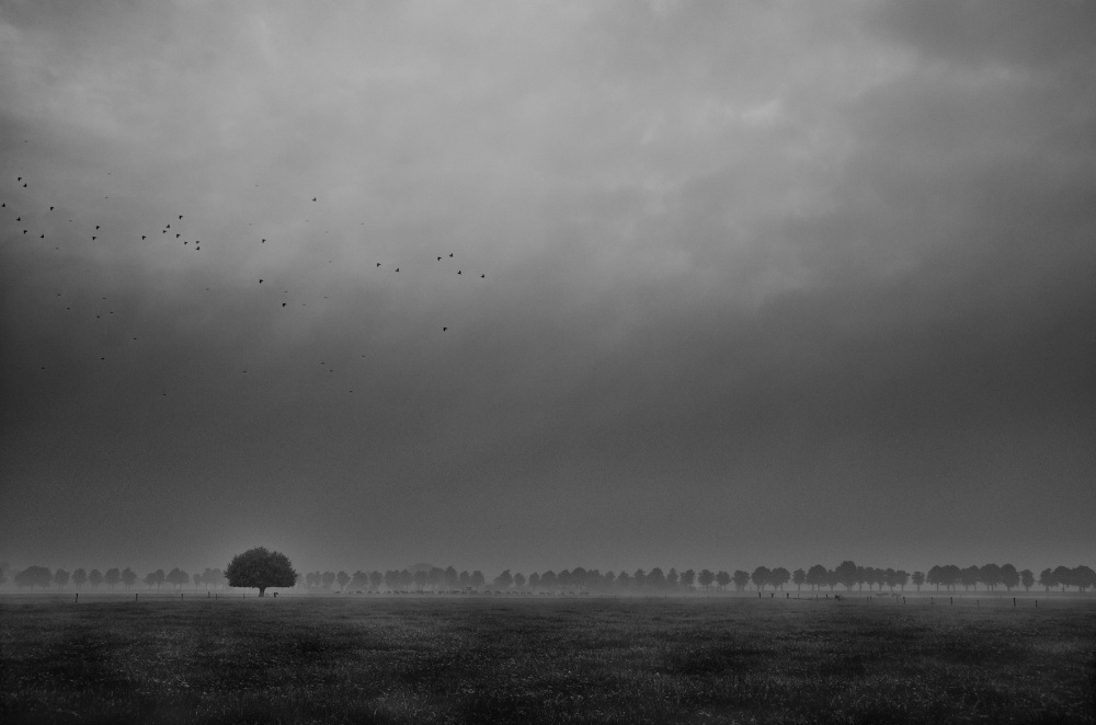 Solitary Tree Under Stormy Sky by Michiel Hageman — canvas wall art