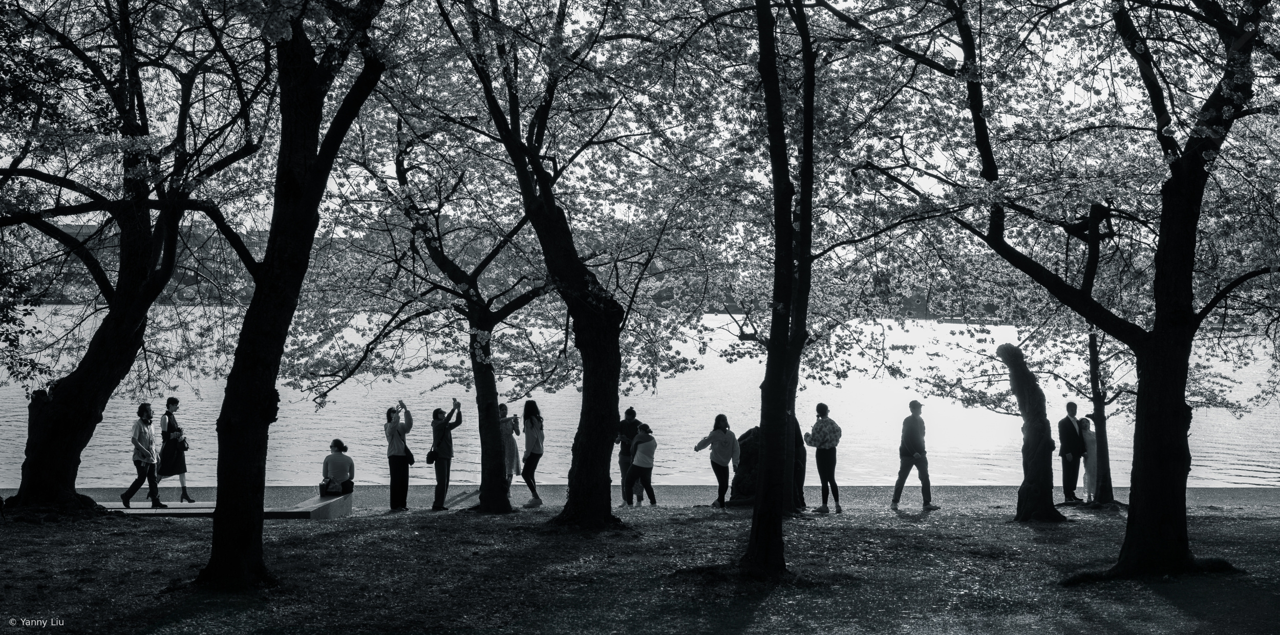 The world under the cherry tree by Yanny Liu