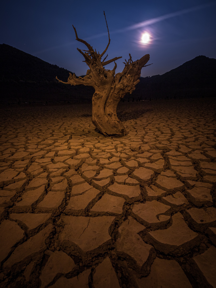 Dead Tree Under Moonlight by Alberto García — canvas wall art