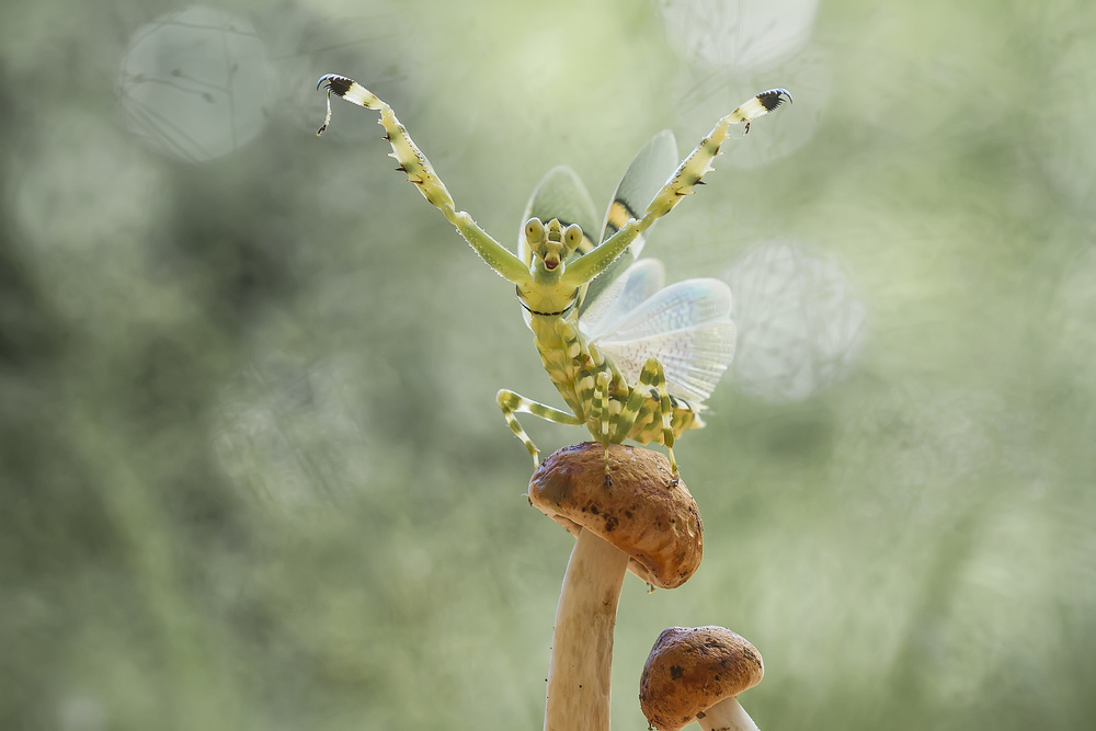 Dancing Mantis Mushroom by Abdul Gapur Dayak — canvas wall art