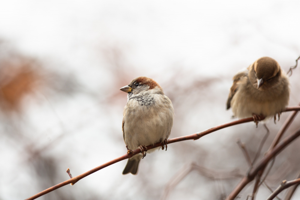 Quiet Sparrows on Branch by Dusan Ljubicic — canvas wall art