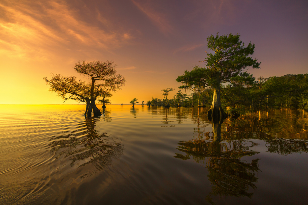 Golden Cypress Sunset by Michael Schnabl — canvas wall art