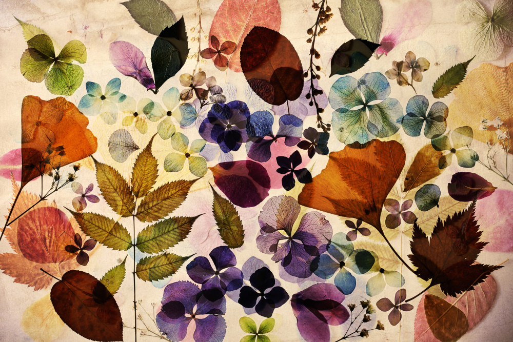 Colorful Botanical Pressings by Ellen van Deelen — canvas wall art