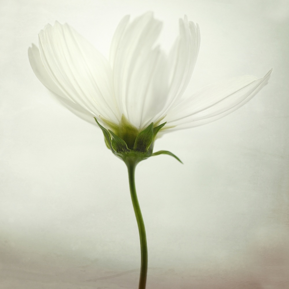 Delicate White Flower by Lotte Grønkjær — canvas wall art