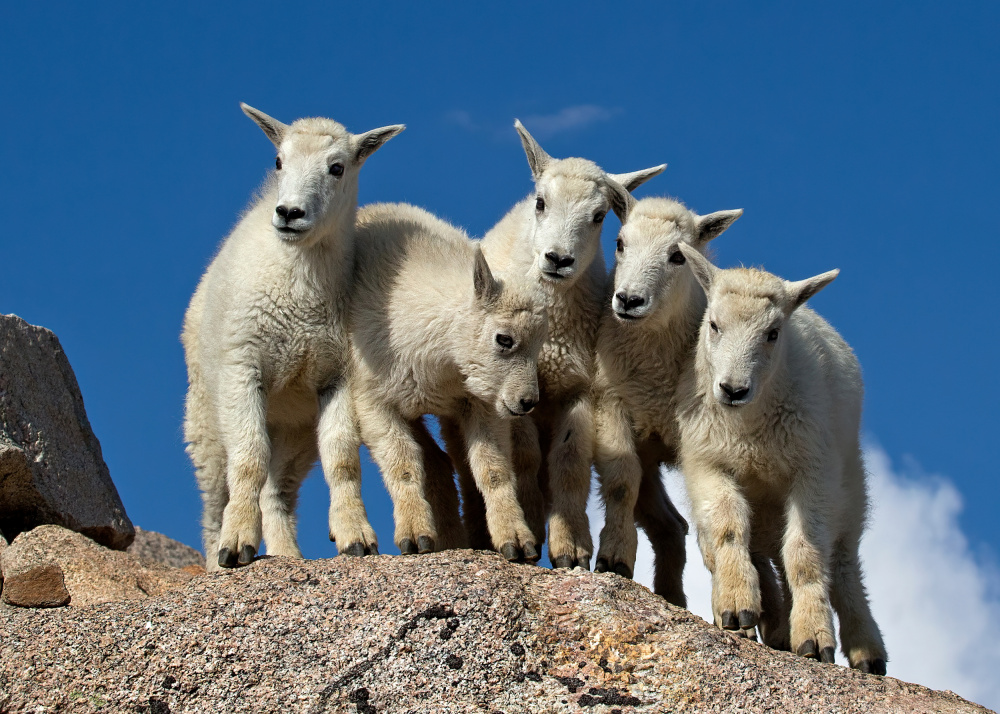 Cute Mountain Goat Kids by verdon — canvas wall art