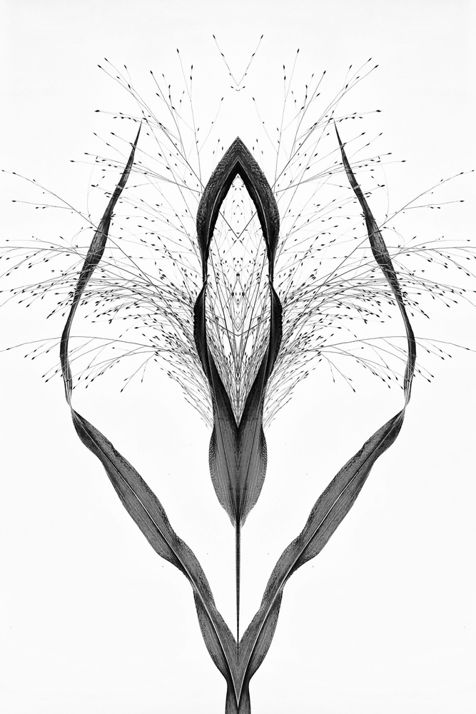 Elegant Botanical Symmetry by Saskia Dingemans — canvas wall art