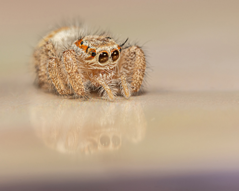 Cute Jumping Spider by Amro — canvas wall art
