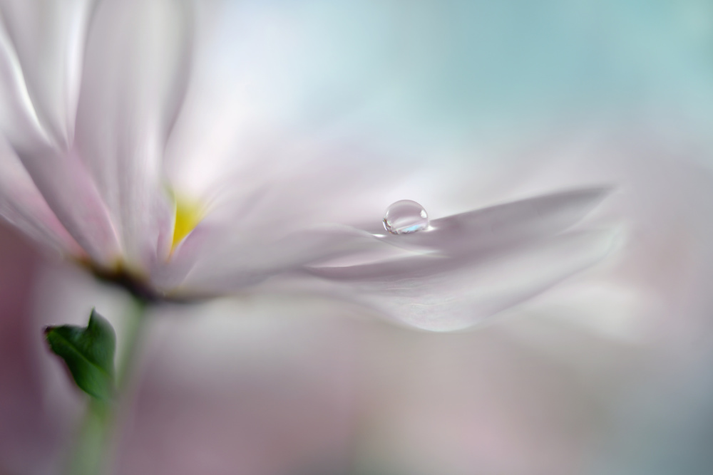Delicate Flower Dew by Heidi Westum — canvas wall art