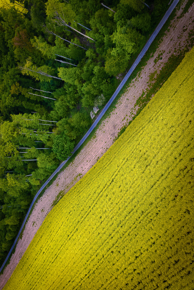 Vibrant Field Forest Road by Anna Kirchner — canvas wall art