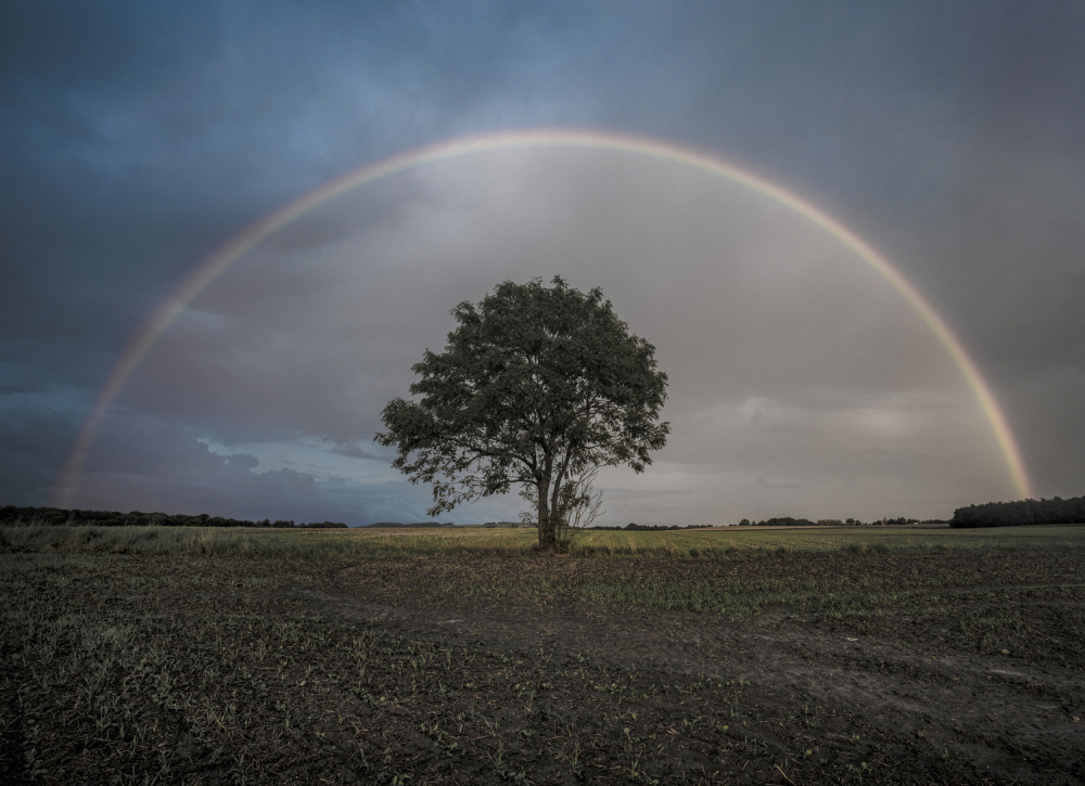 Rainbow Over Lone Tree by Adrian Lázare — canvas wall art