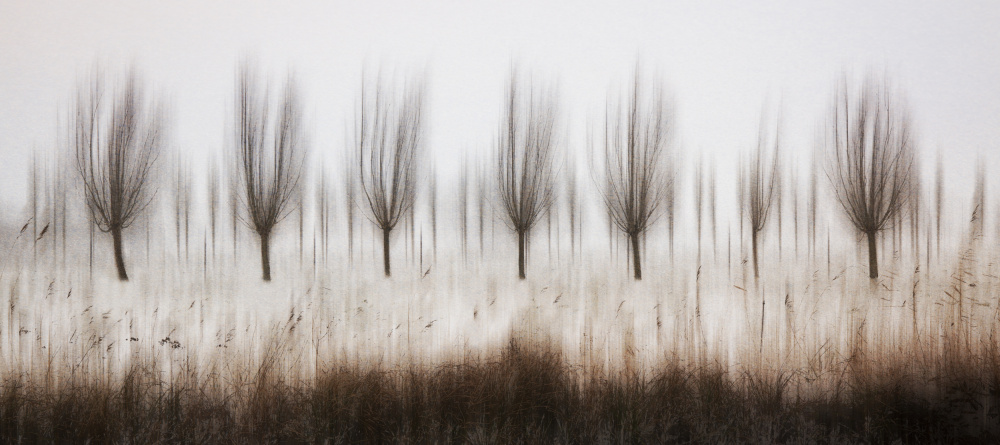 Blurred Winter Trees by brigitte van krimpen — canvas wall art