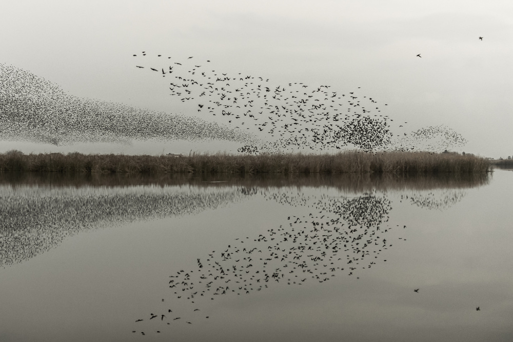 Starling Murmuration Reflection by Joaquin Forner Rodriguez — canvas wall art
