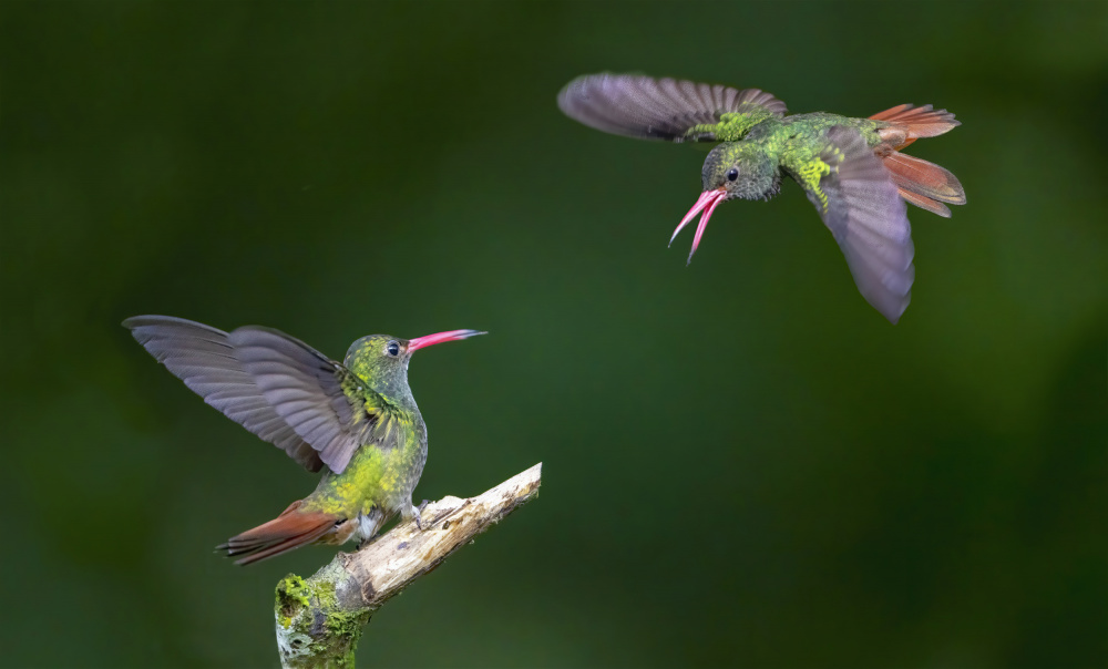 Green Hummingbird Fight by Feng Qin — canvas wall art