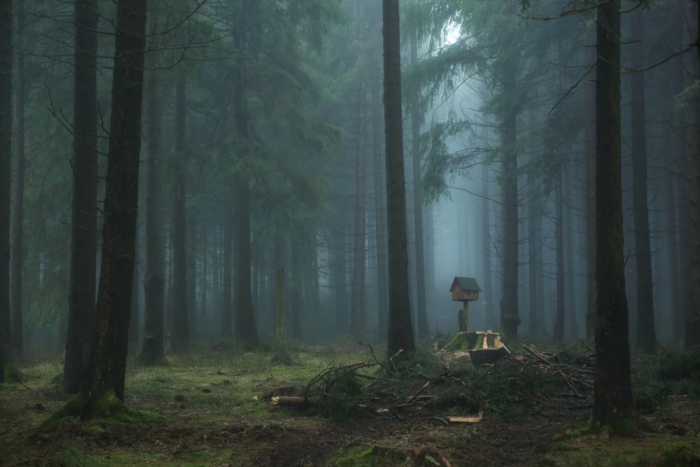 Misty Forest Birdhouse by Vincent Croce — canvas wall art