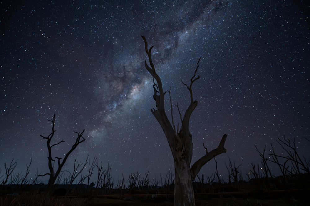 Milky Way Over Dead Trees by Zhaonian Zhou — canvas wall art