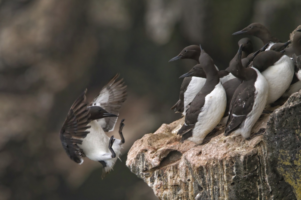 Seabird Cliff Leap by Peter Stahl — canvas wall art