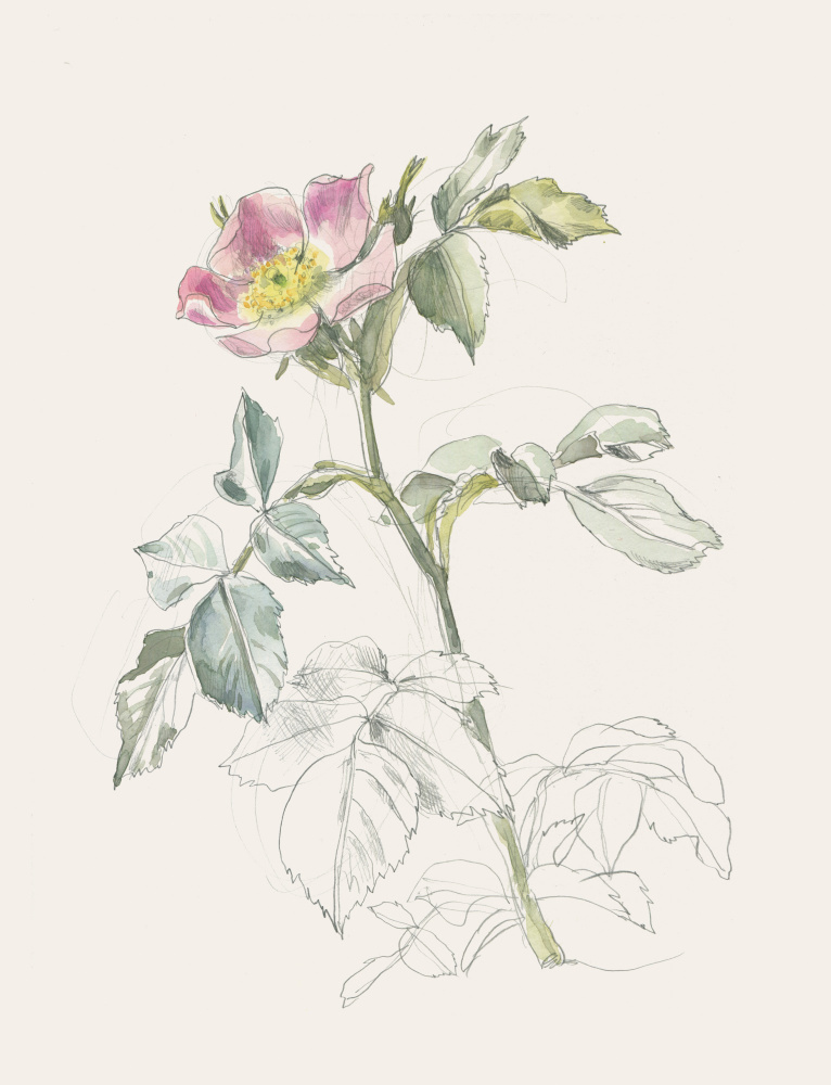 Delicate Pink Wild Rose by Catalina Somolinos — canvas wall art