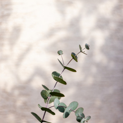 Eucalyptus Branch Shadow