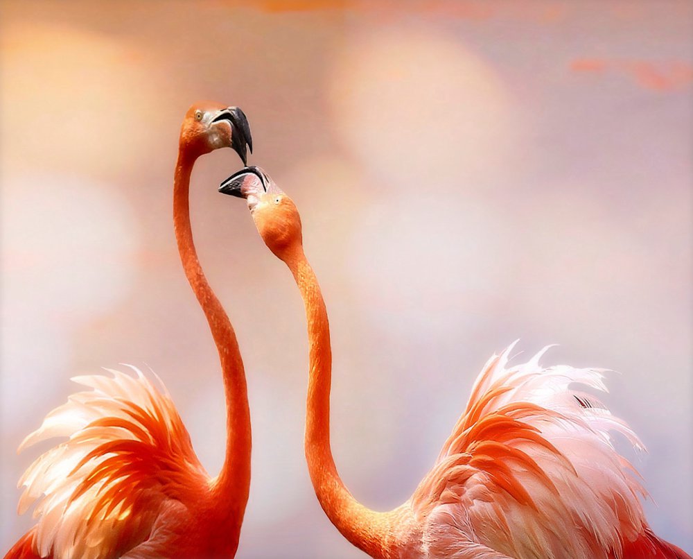 Flamingos in Love by Anna Cseresnjes — canvas wall art