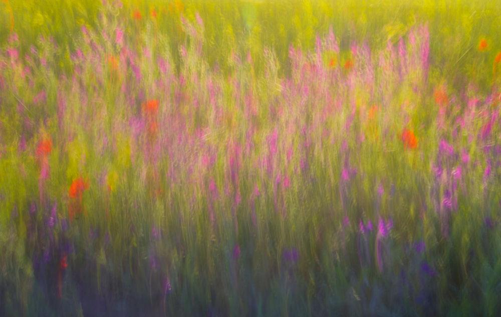 Dreamy Flower Field by joanaduenas — canvas wall art