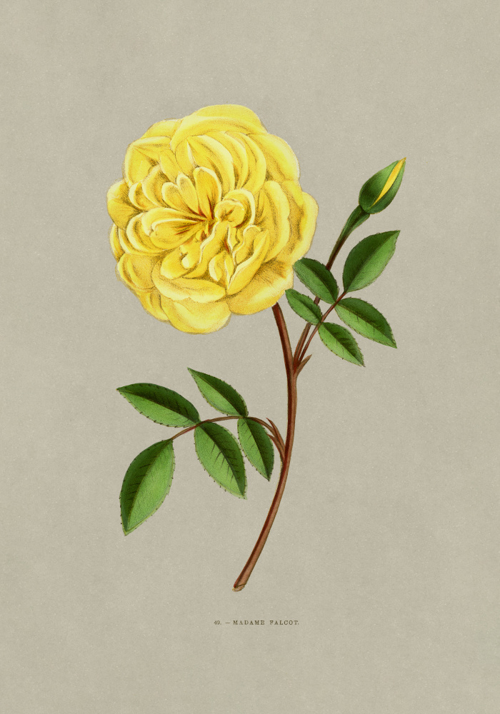 Rose Madame Falcot by F. Grobon — canvas wall art