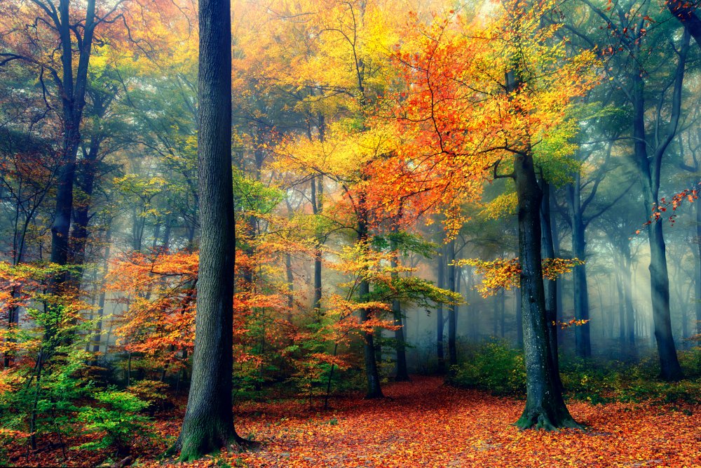 Vibrant Autumn Forest Path by Fabrizio Massetti — canvas wall art