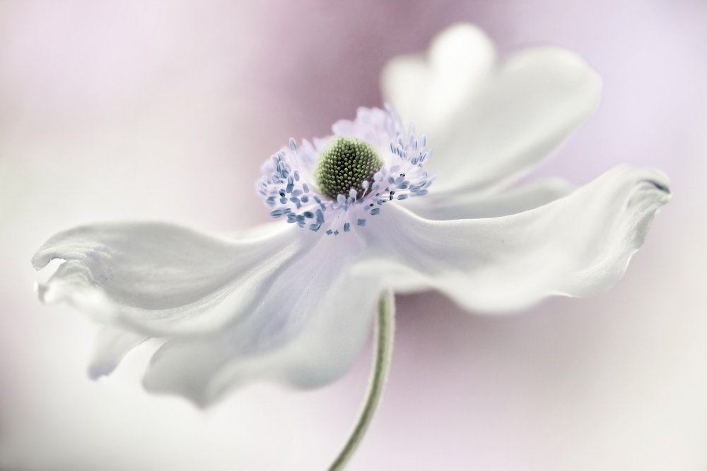 Anemone breeze by Mandy Disher — canvas wall art