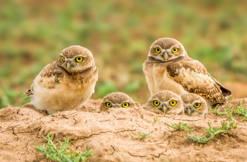 Burrowing Owl Family by Serena Duan — canvas wall art