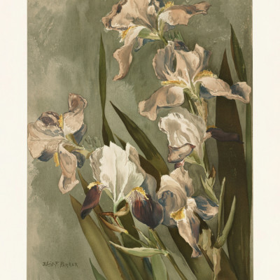 Study of Iris