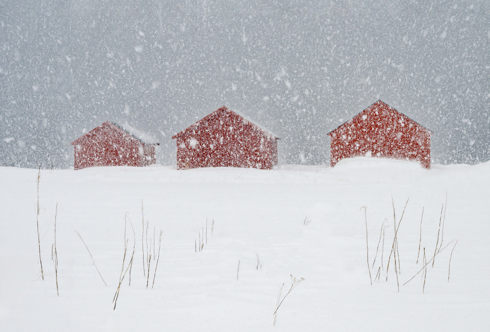 Red Barns Winter Snow by Ann Cornelis — canvas wall art