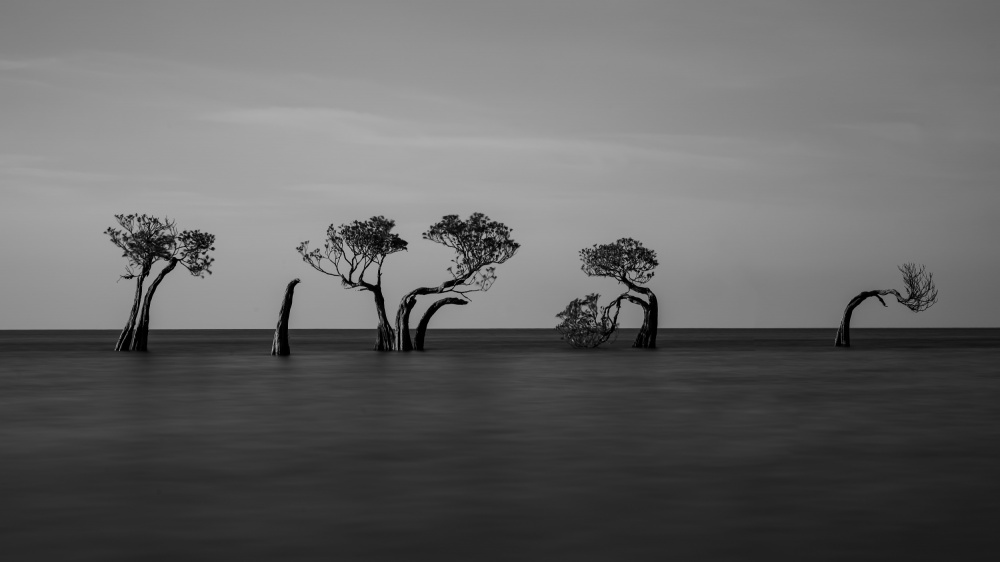 Serene Ocean Trees by R Suguri — canvas wall art