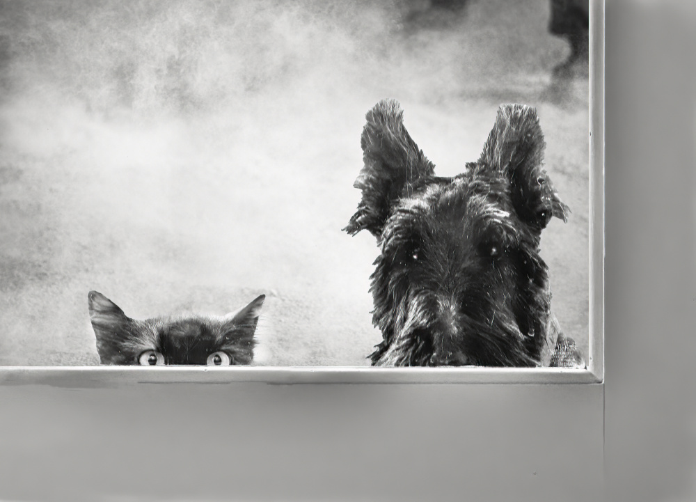 Curious Wet Pets by Jane Lyons — canvas wall art