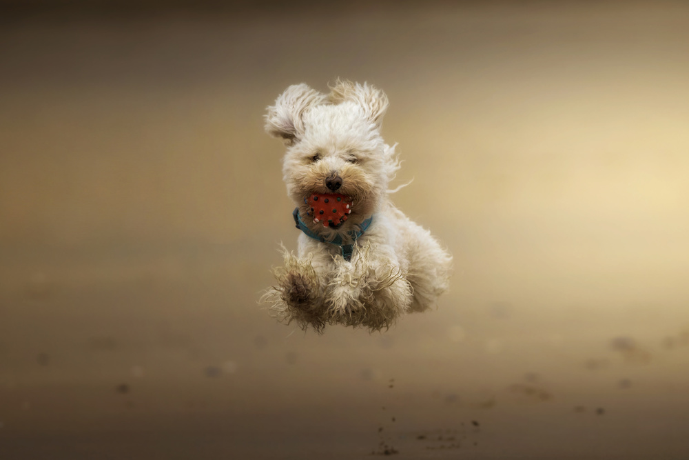 Joyful Puppy Jump by Sergio Saavedra Ruiz — canvas wall art